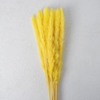 Сухоцвет «Камыш» набор 15 шт, цвет жёлтый - Фото 2