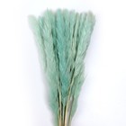 Сухоцвет «Камыш» набор 15 шт, цвет голубой - Фото 2