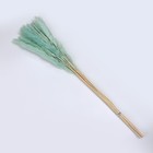 Сухоцвет «Камыш» набор 15 шт, цвет голубой - Фото 3
