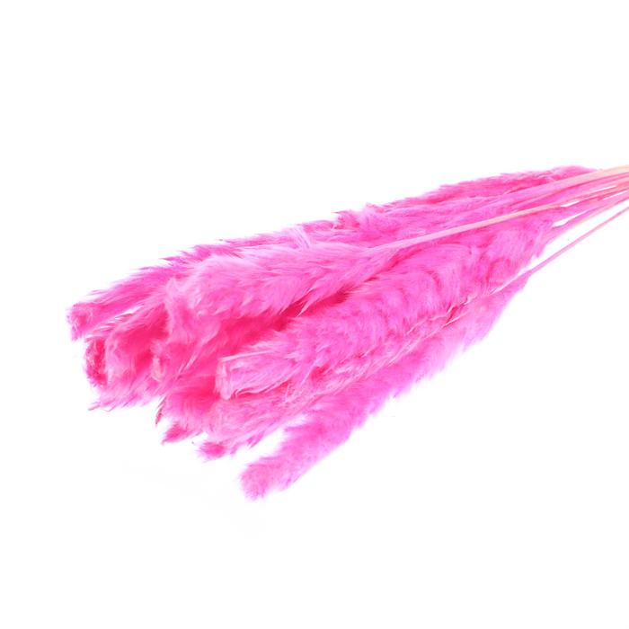 Сухоцвет «Камыш» набор 15 шт, цвет розовый - Фото 1