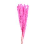 Сухоцвет «Камыш» набор 15 шт, цвет розовый - Фото 2