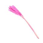 Сухоцвет «Камыш» набор 15 шт, цвет розовый - Фото 3