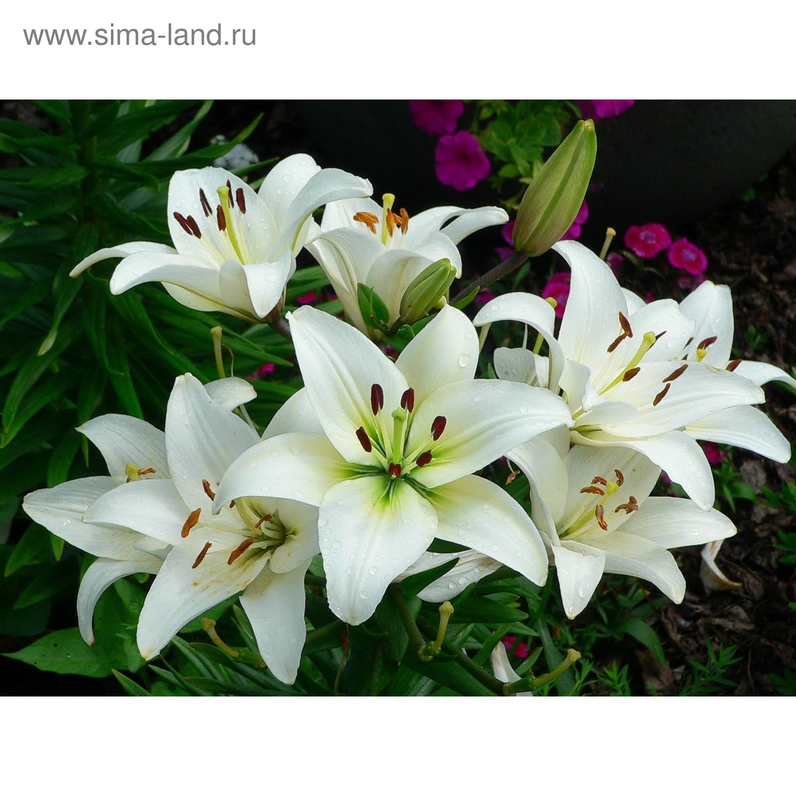 Лилия восточная Lilium Oriental "Petronella" : С2/3 Сибирские газоны - Сибирские