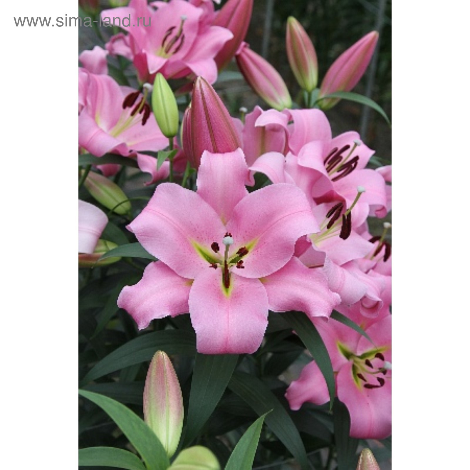 Купить Лилия Брусаго в Москве и РФ. Описание сорта. Пункты самовывоза. Почтой (н