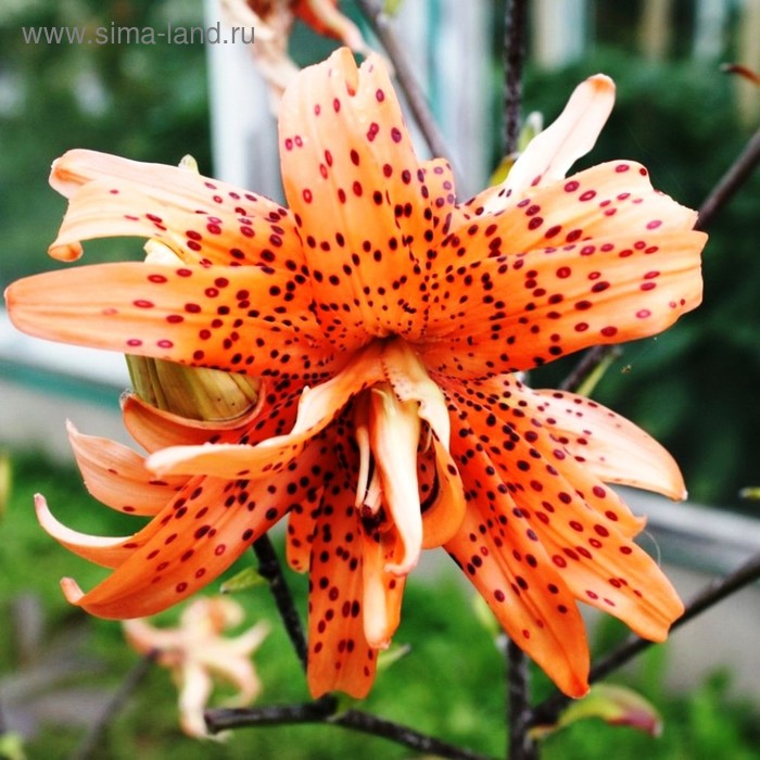 Лилия Флоре Плено (Lilium Flore Pleno) купить луковицы в Москве по низкой цене,