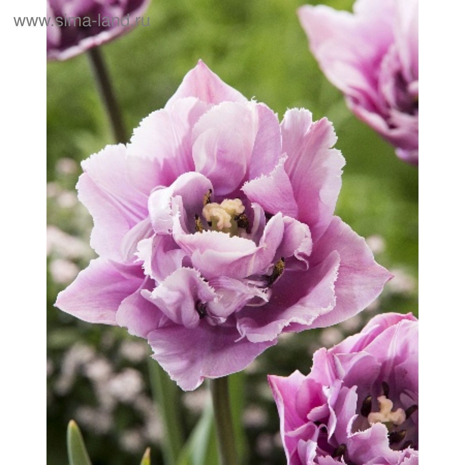 Тюльпан бахромчатый матч пойнт. Тюльпан барьер риф. Тюльпан махровый блэк хиро. Тюльпан грейт барьер риф. Тюльпан бахромчатый аркада.