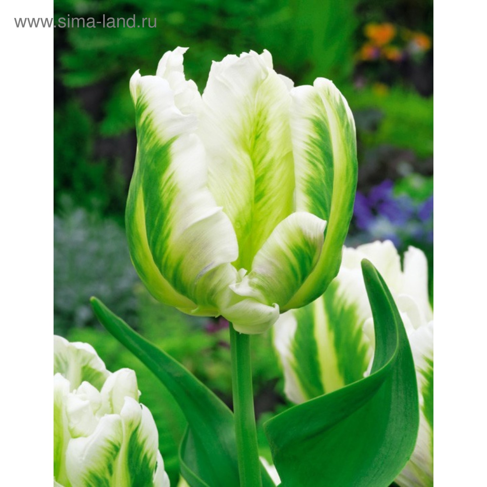 Тюльпан Гроэнлэнд купить с доставкой в интернет-магазине Чистый Мир.