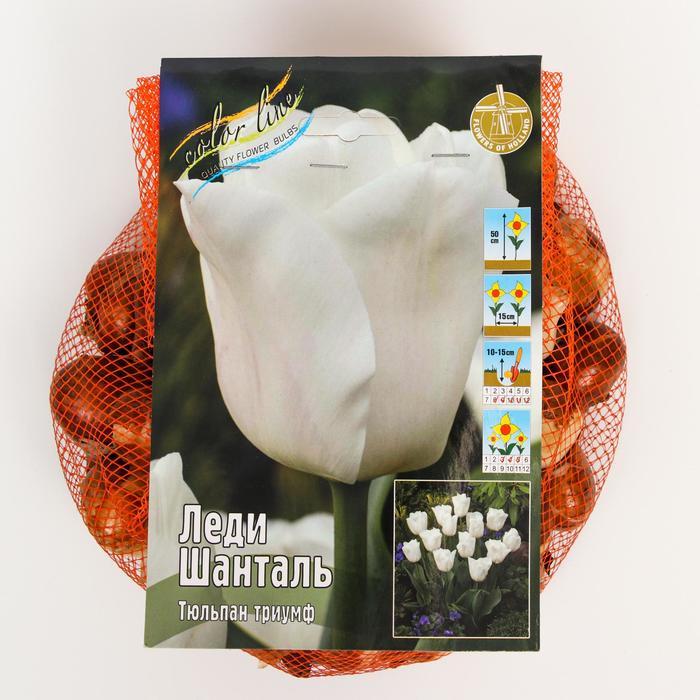 Леди шанталь тюльпан фото Леди шанталь тюльпан фото