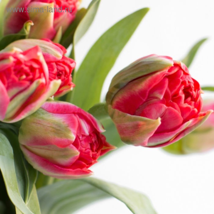 Pamplona тюльпан фото Pamplona тюльпан фото