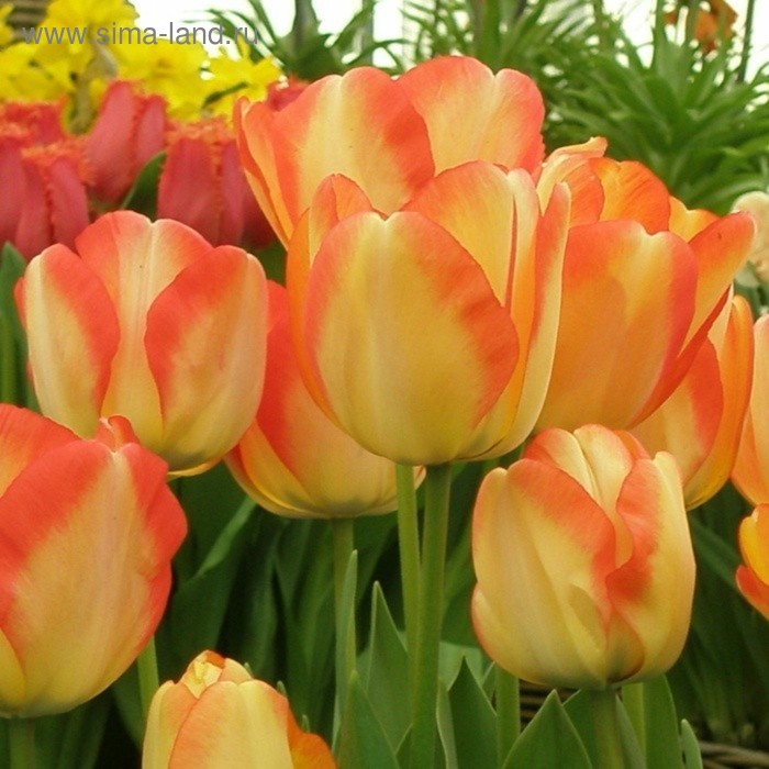 Американ Дрим Тюльпан Фото - Foto-na-telefon.ru