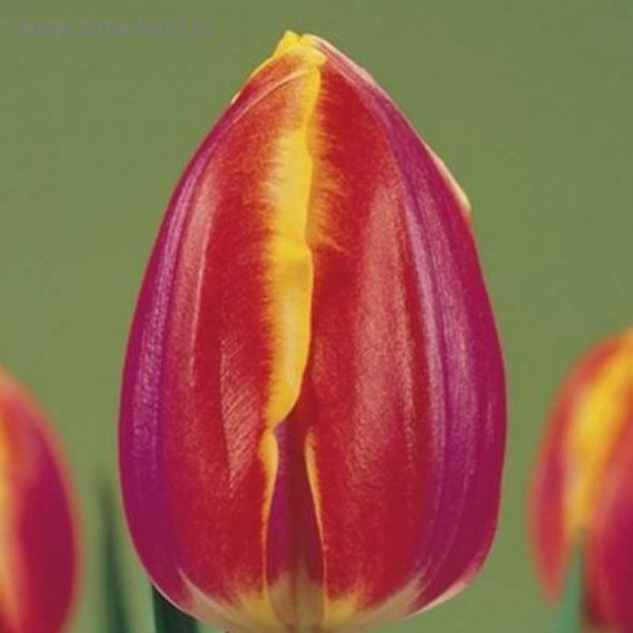 Ван дер мост фото тюльпана Ван дер мост фото тюльпана