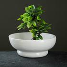 Горшок "Бонсай №2" для кактусов и суккулентов, белый, 1 л/19х7см - Фото 5