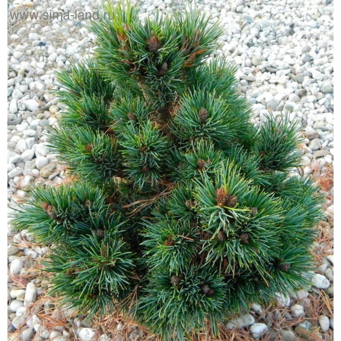 Европейская сосна фото Европейская сосна фото