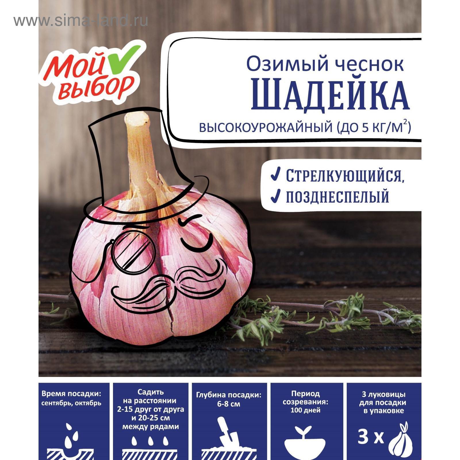 Чеснок озимый Шадейка 7 шт АСТ - характеристики на Мегамаркет