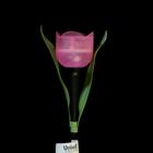 Садовый светильник Uniel на солнечной батарее «Розовый тюльпан», 5 × 30.5 × 5 см, свечение белое - Фото 4