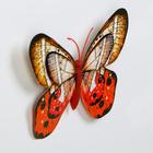 Магнит "Долина бабочек" двойные крылья с блёстками и серебром 10х14,5 см - Фото 4