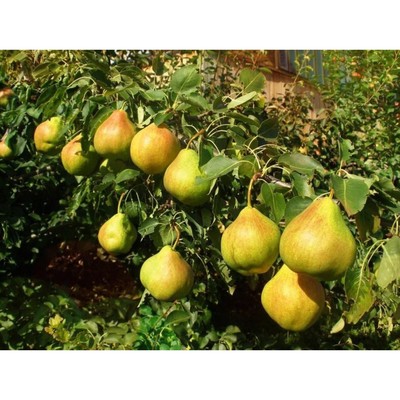 Саженец Груша «Пермячка», открытая корневая система, 1 шт. Весна 2026