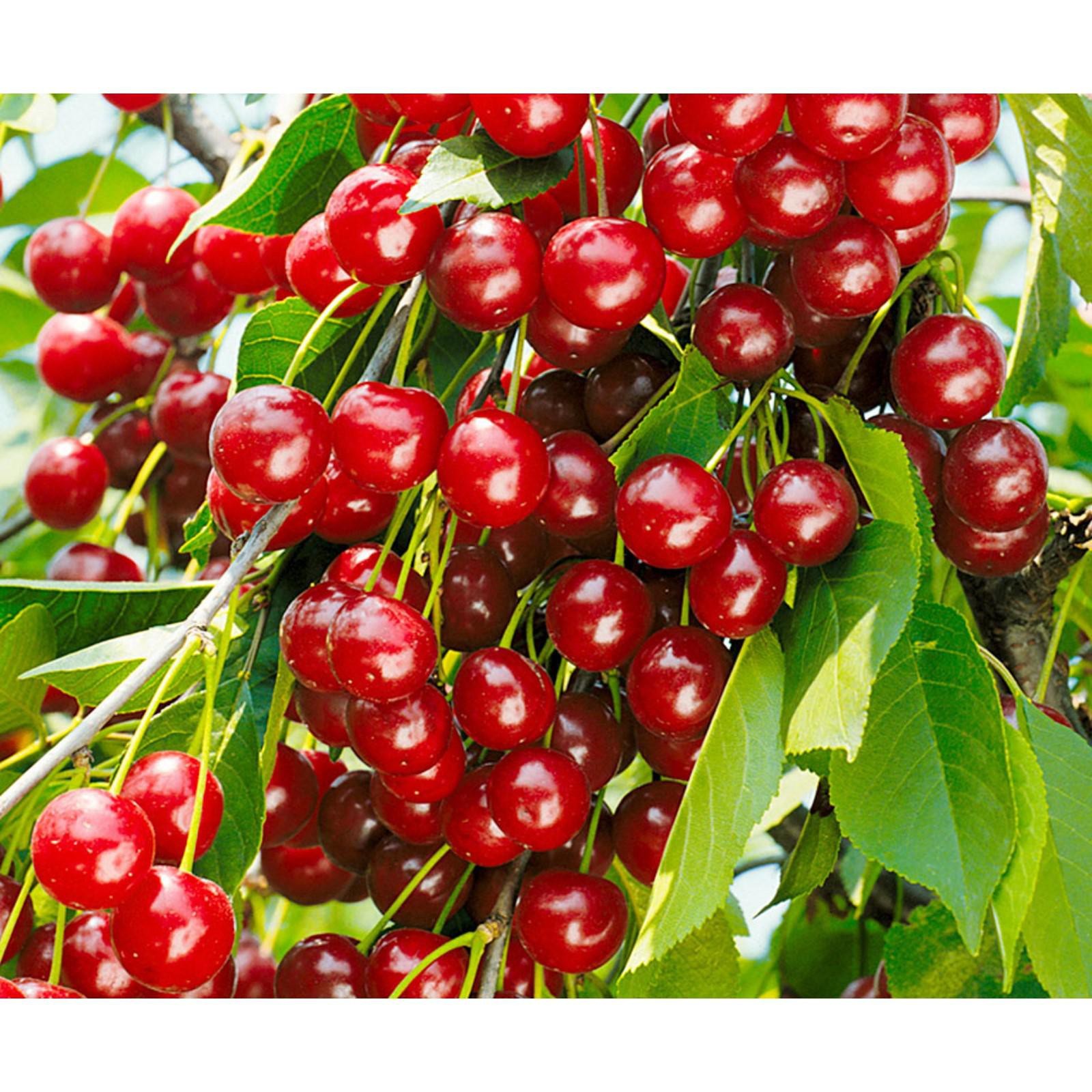 Вишня максимовская фото Вишня максимовская фото