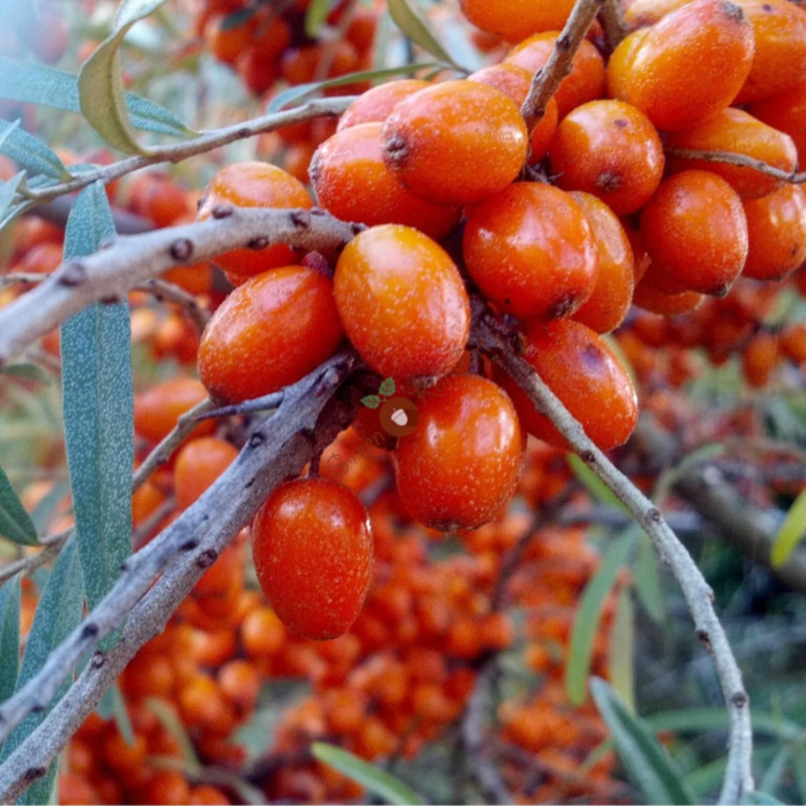 Как выглядит ягода облепиха фото Как выглядит ягода облепиха фото