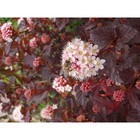 Саженец Пузыреплодник (горшок р9) Саммер вайн, 1 шт, Осень 2025 5169632 - фото 8084260