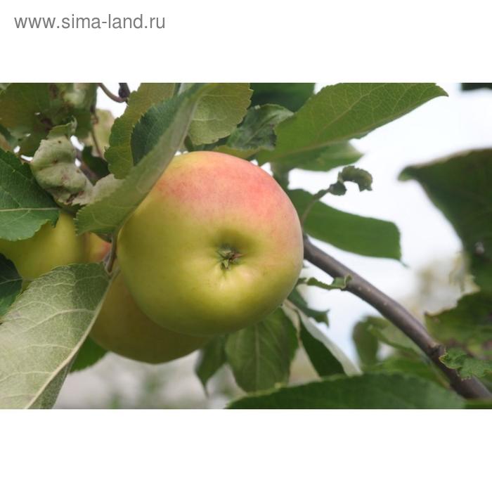 Яблоня штамбовая зимние ВЭМ желтый, горшок 1,6л, 1 шт, Август 2022 - Фото 1