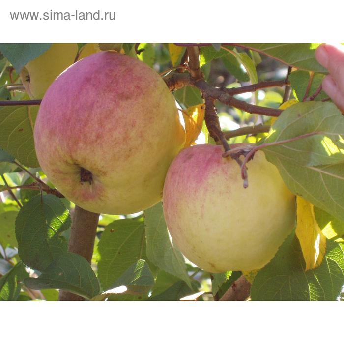 Купить саженцы Яблоня Ауксис в питомнике. Для сорта Яблоня Ауксис есть описание,