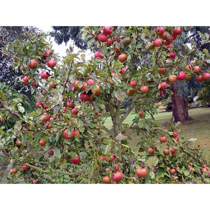 Яблоня карликовая Ковровое, горшок 1,6л, 1 шт, Август 2022 - Фото 1