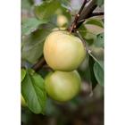 Саженец Яблоня карлики М.А. Мазунина ОКС Пластун 1 шт. Весна 2026  (артикул 5169650)  большой выбор товаров оптом и в розницу по низким ценам с доставкой