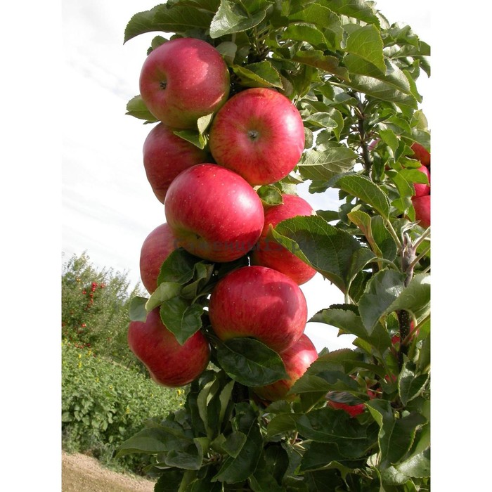 Яблоня колоновидная Кумир, горшок 1,6л, 1 шт, Август 2022 - Фото 1