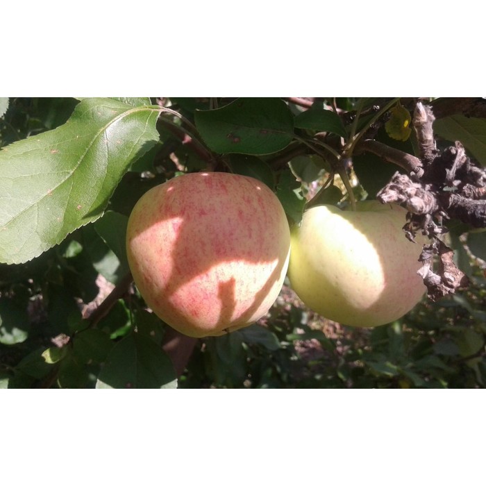 Яблоня штамбовая осенние Отличник, горшок 1,6л, 1 шт, Август 2022 - Фото 1