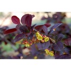 Саженец Барбарис (горшок р9) Суперба, 1 шт, Осень 2025 - Фото 1