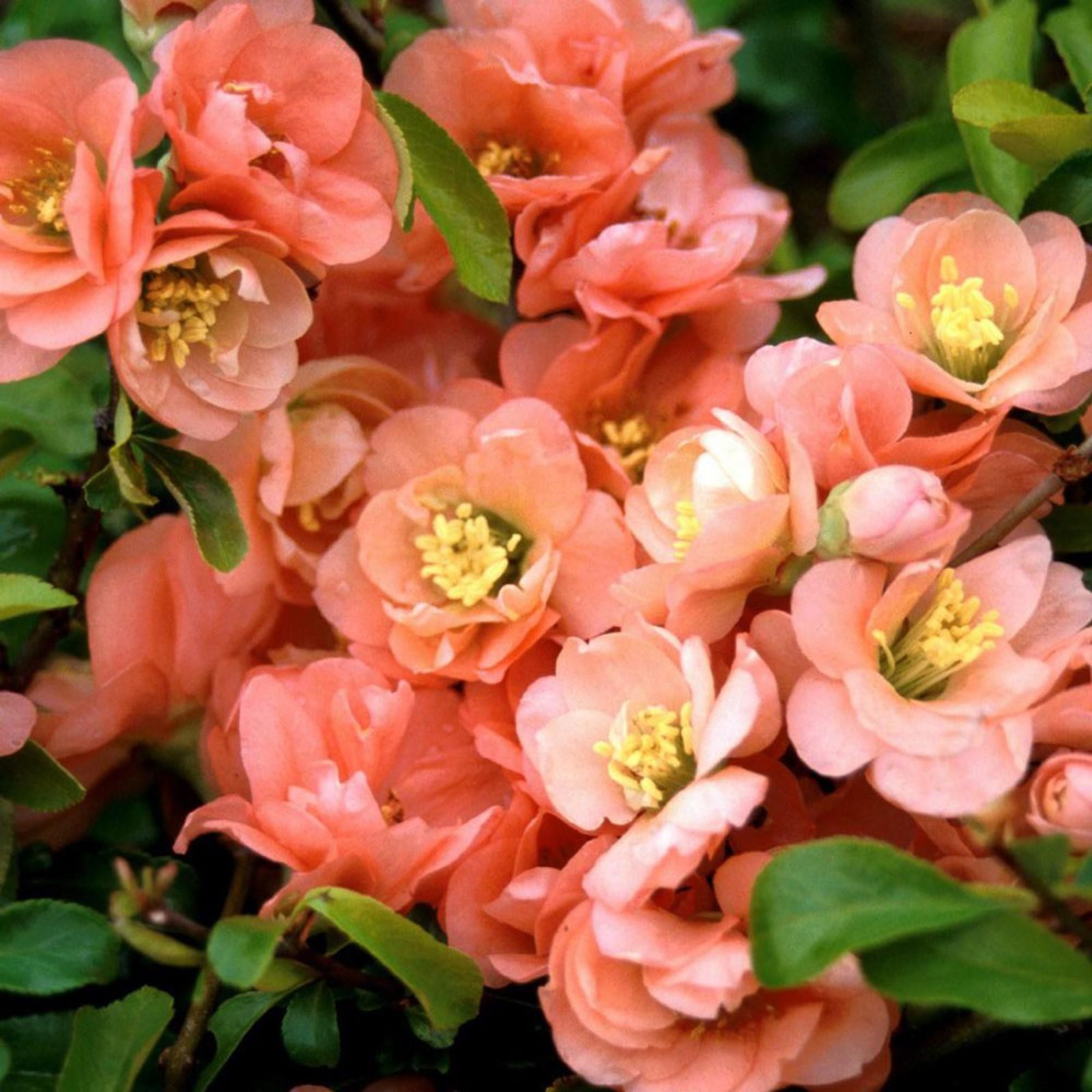 Камея цветок фото садовая Камея цветок фото садовая