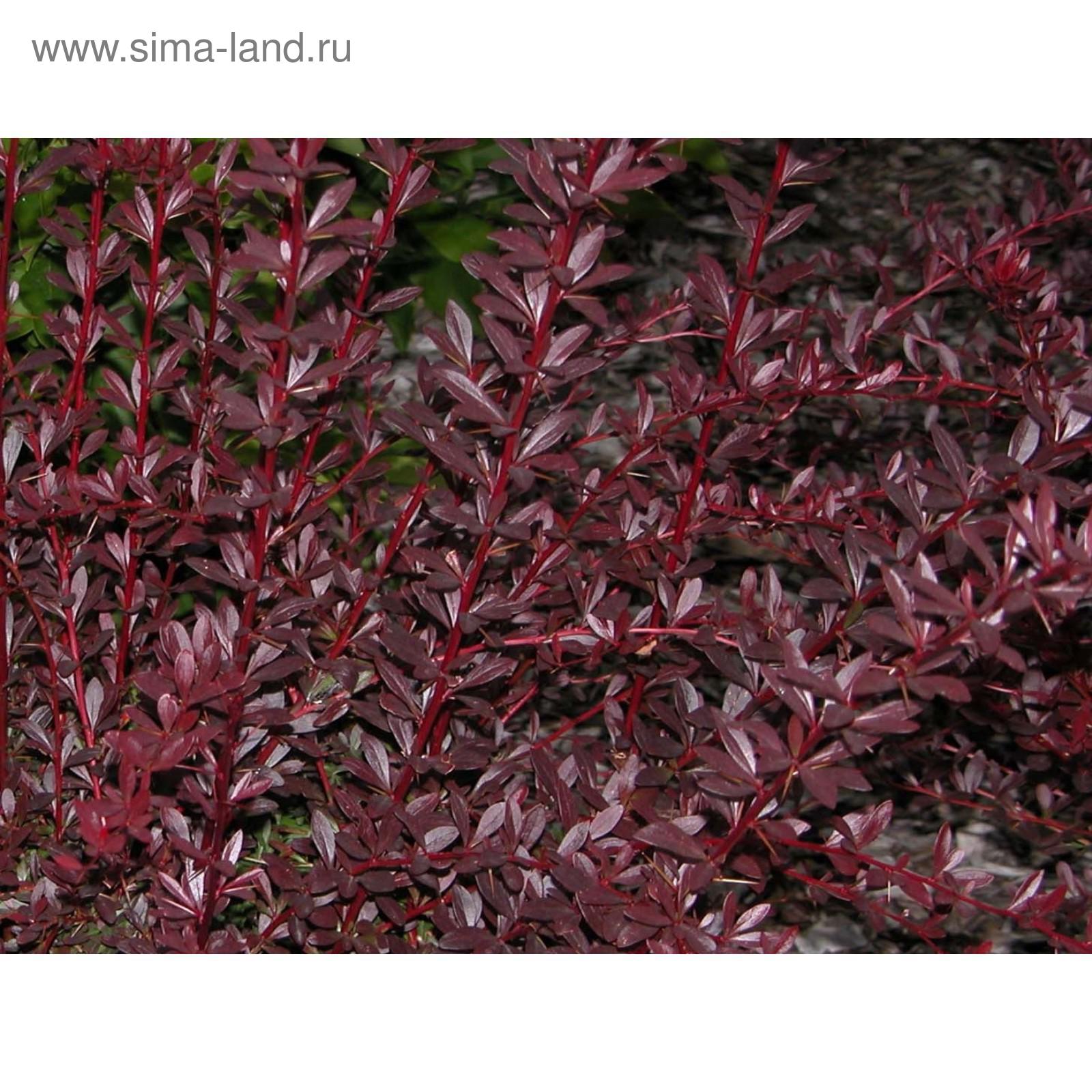 Барбарис оттавский superba. Барбариса тавский суперба. Барбарис ред чиф. Барбарис тунберга red pillar. Бордовые кусты название.