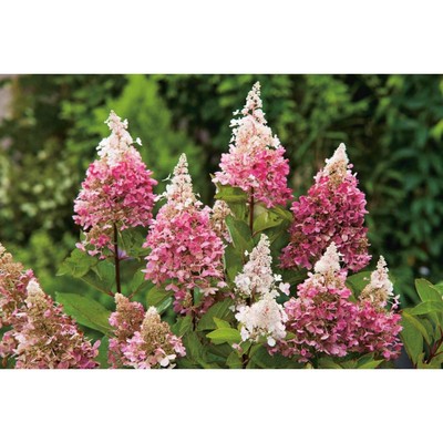 Саженец Гортензия «Пинки Винки», 1 шт., в горшке p9, осень 2025