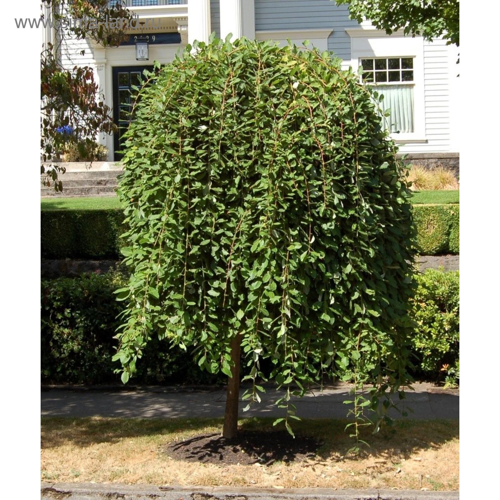 Плакучие деревья фото Плакучие деревья фото