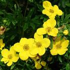 Саженец Курильский чай (горшок р9) Голдфингер, 1 шт, Осень 2025 5169742