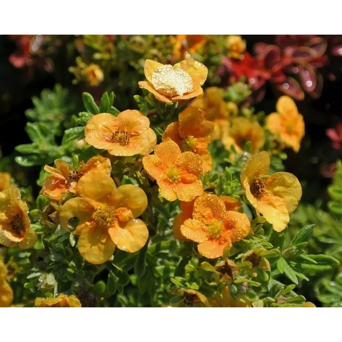 Саженец Курильский чай (горшок р9) Манго танго, 1 шт, Осень 2025 - Фото 1