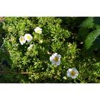 Саженец Курильский чай (горшок р9) Маунт Эверест, 1 шт, Осень 2025 5169749