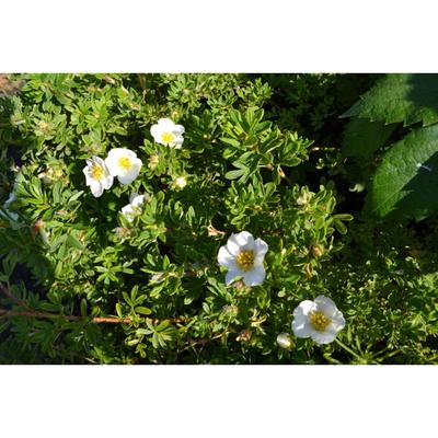 Саженец Курильский чай (горшок р9) Маунт Эверест, 1 шт, Осень 2025