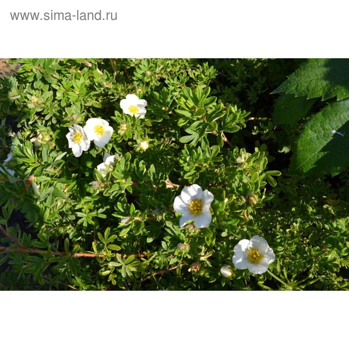 Саженец Курильский чай (горшок р9) Маунт Эверест, 1 шт, Осень 2025 - Фото 1