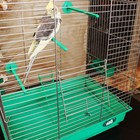 Клетка для птиц "Пижон" №101, цвет хром , укомплектованная, 41 х 30 х 65 см, зеленый микс - Фото 3