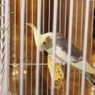 Клетка для птиц "Пижон" №102, хром, укомплектованная, 41х30х76 см, бирюзовая - Фото 5