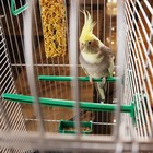 Клетка для птиц "Пижон" №102, хром, укомплектованная, 41х30х76 см, зеленый микс - Фото 4