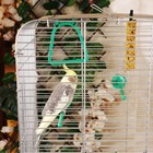 Клетка для птиц "Пижон" №102, хром, укомплектованная, 41х30х76 см, зеленый микс - Фото 7