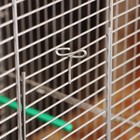 Клетка для птиц "Пижон" №102, хром, укомплектованная, 41х30х76 см, зеленый микс - Фото 10