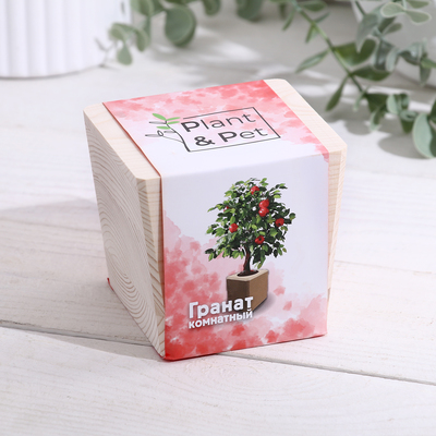 Набор для выращивания P&P «Гранат комнатный, в кубе из дерева