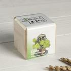 Набор для выращивания P&P "Мексиканская хвоя" - Фото 1