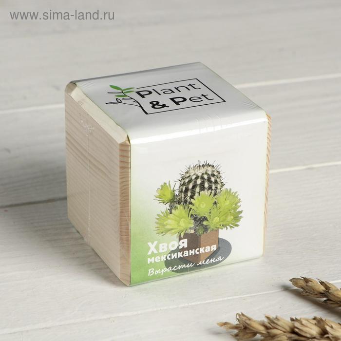 Набор для выращивания P&P "Мексиканская хвоя" - Фото 1