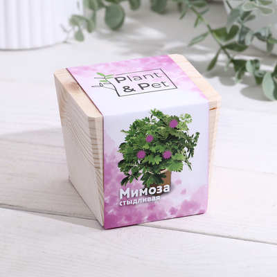 Набор для выращивания P&P «Мимоза стыдливая», в кубе из дерева