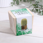 Набор для выращивания P&P «Кактусы», в кубе из дерева - Фото 1